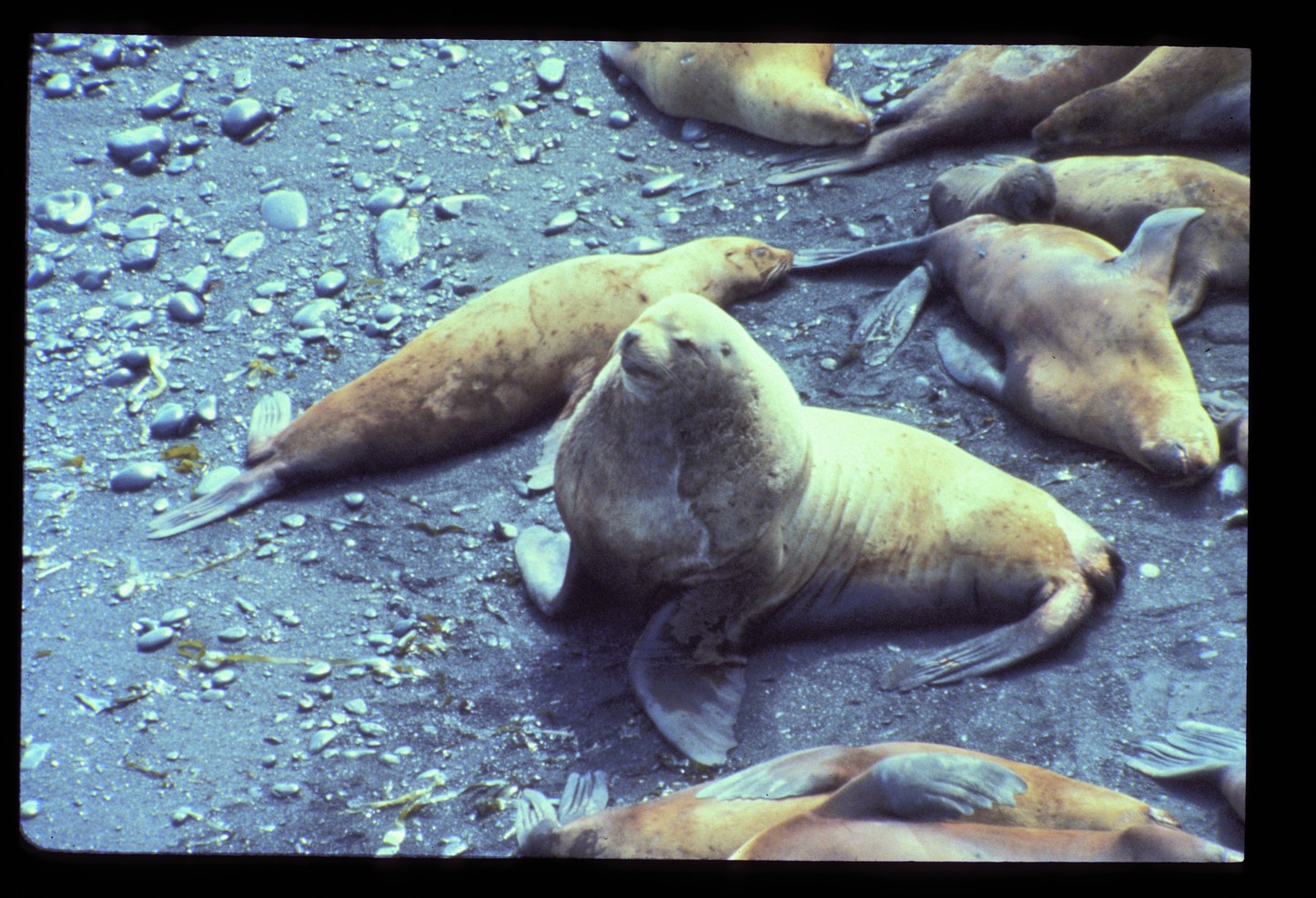 obis-seamap-species-profile-eumetopias-jubatus